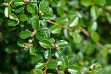 Çiçek tomurcukları olan Bearberry cotoneaster dalı - Latince adı - Cotoneaster dammeri