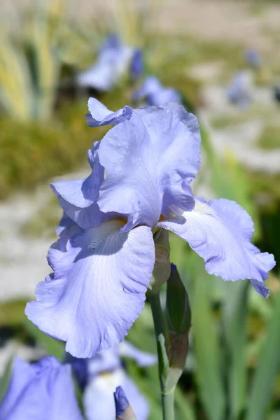 Tall Bearded Iris Eleanors Pride Flower Latin Name Iris Barbata — Stockfoto