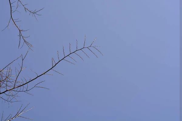 European Nettle Tree Branches Buds Blue Sky Latin Name Celtis — Stock Photo, Image