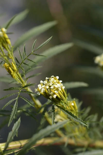 Southern Cone Marigold Flowers Latin Name Tagetes Minuta — Stock Photo, Image