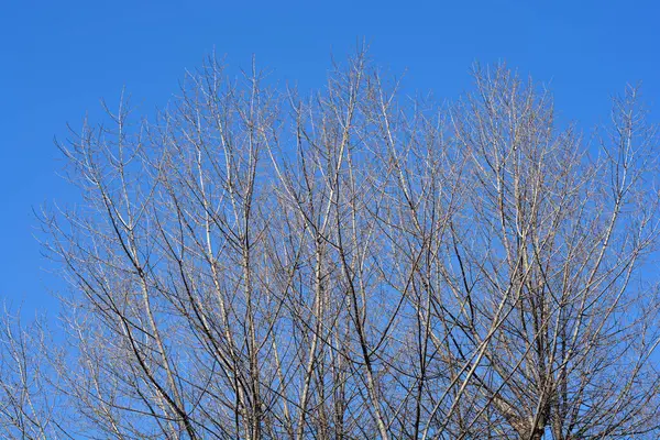Canadian Poplar Winter Blue Sky Latin Name Populus Canadensis — Stock Photo, Image