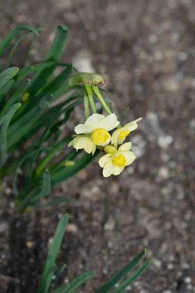 Нарцисс Миннов Цветы Латинское Название Narcissus Minnow — стоковое фото
