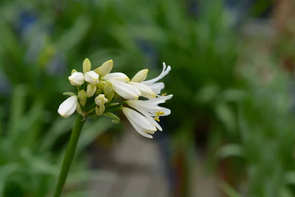 Bunga Putih Lily Afrika Nama Latin Agapanthus Cinta Musim Panas — Stok Foto