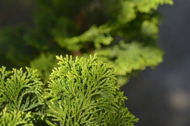 Hinoki servisi Gracils - Latince adı Chamaecyparis obtusa Gracils