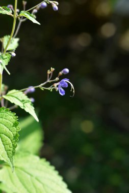 Mavi spiraea çiçeği - Latince adı - Tripora divaricata
