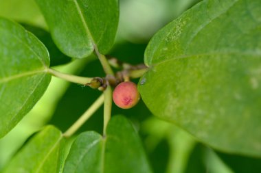 Yeşil yapraklı ve meyveli Japon incir dalı - Latince adı Ficus erecta