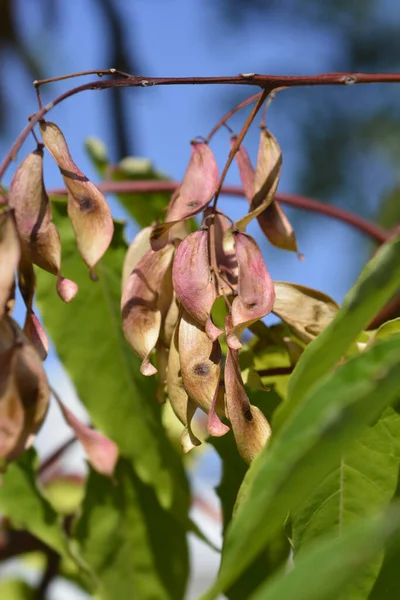 Árbol Del Cielo Ramas Con Semillas Nombre Latino Ailanthus Altissima —  Fotos de Stock