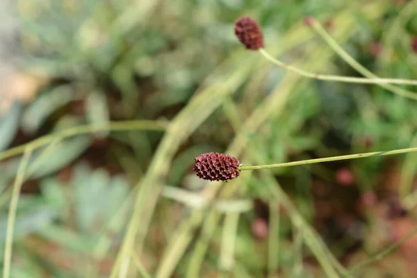 Большая Семенная Головка Бурнета Латинское Название Sanguisorba Officinalis — стоковое фото