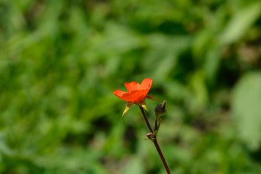 Avens Borisii çiçeği - Latince adı - Geum coccineum Borisii
