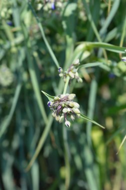 Ohio Spiderwort çiçek tomurcukları - Latince adı - Tradescantia ohiensis