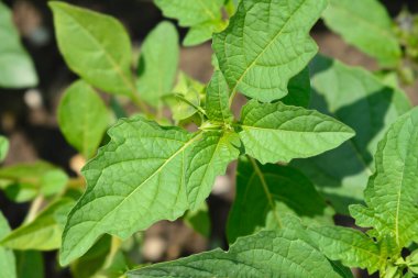 Peru yaprakları ve çiçek tomurcukları - Latince adı - Nicandra physalodes