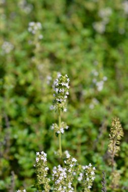 Bahçe kekik çiçekleri - Latince adı - Thymus vulgaris