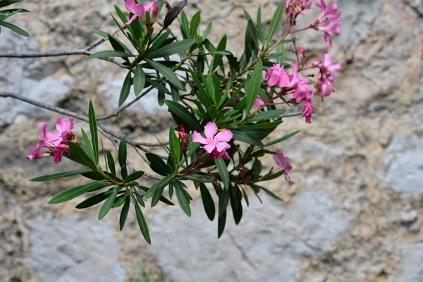 Ramo Oleandro Comum Com Flores Rosa Nome Latino Nerium Oleander — Fotografia de Stock