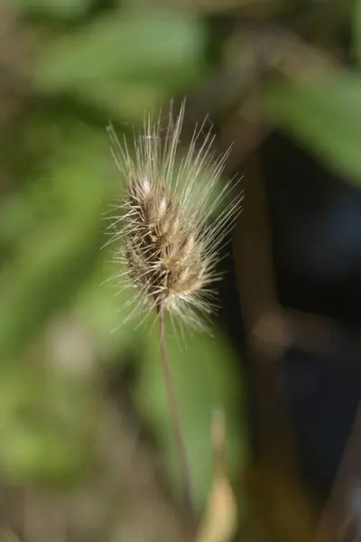 Bristly Dogstail Grass Latinský Název Cynosurus Echinatus — Stock fotografie