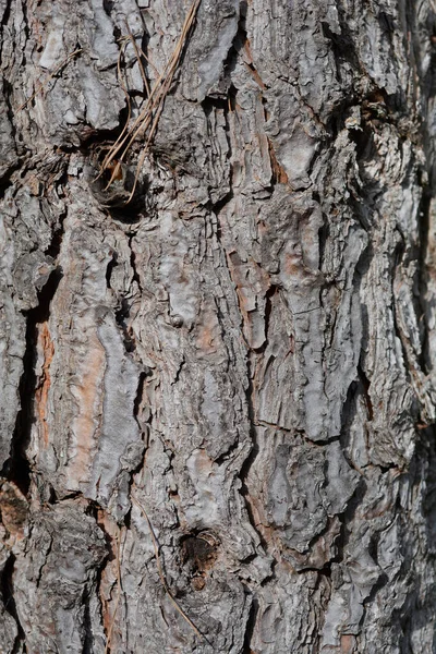 Olasz Fenyő Kéreg Részlet Latin Név Pinus Pinea — Stock Fotó