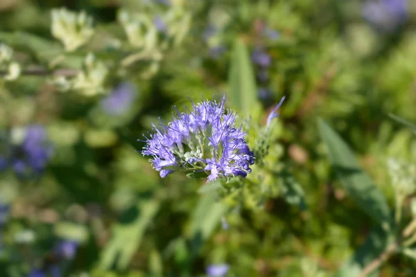 Blått Skägg Blå Blommor Latinskt Namn Caryopteris Clandonensis — Stockfoto