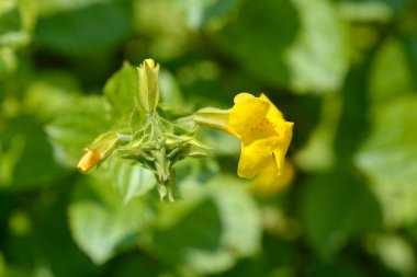 Sarı maymun çiçekleri - Latince adı - Mimulus luteus (Erythranthe lutea)