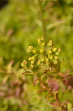 Kaya taşı Angelina çiçekleri - Latince adı - Petrosedum rupestre Angelina