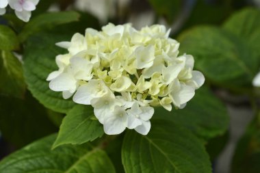 Fransız ortanca beyaz çiçekleri Latince adı Hydrangea makrophylla Sonsuz Yaz Gelini