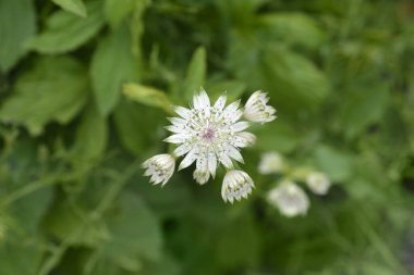 Carnic masterwort çiçekler - Latince adı - Astrantia carniolica