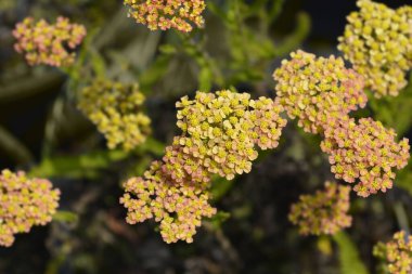 Sarı ve Turuncu Yarrow çiçekleri - Latince adı Achillea millefolium Milly Rock Yellow Terracotta