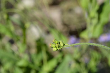 Kırmızı püskül çiçeği tomurcukları - Latince adı - Emilia coccinea