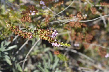 Sonbahar çiçekleri - Latince adı - Erica manipuliflora