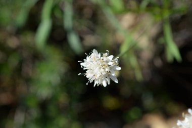 Beyaz huysuz çiçek - Latince adı - Cephalaria leucantha