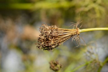 Kürdan palavrası Blutenball başı - Latince adı - Ammi visnaga Blutenball
