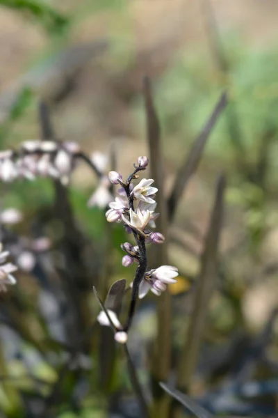 Siyah Mondo Çimeni Çiçekleri Latince Adı Ophiopogon Planiscapus Nigrescens — Stok fotoğraf
