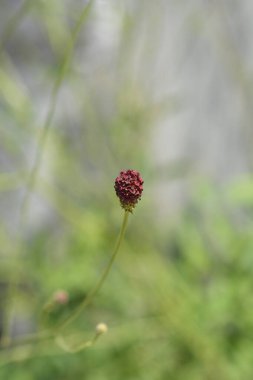Büyük burnet tohumu başı - Latince adı - Sanguisorba officinalis