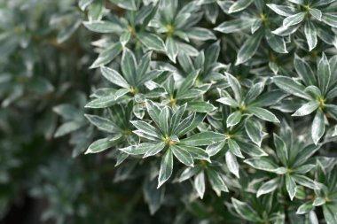 Japon piercingli Küçük Heath Latince adı Pieris japonica Little Heath