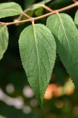 Japon kartopu Kilimandjaro Gündoğumu Latince adı Viburnum plicatum Kilimandjaro Sunrise