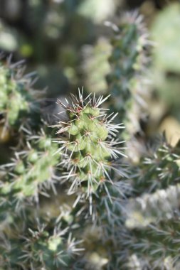 Cane cholla detayı - Latince adı - sillindropuntia imbricata