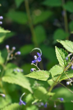 Mavi spiraea çiçeği - Latince adı - Tripora divaricata