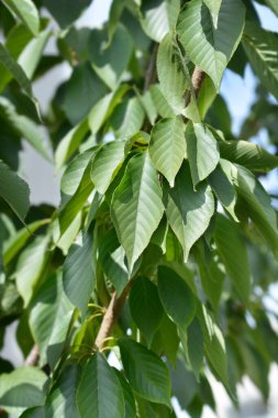 Japon kiraz çiçekli Kanzan yaprakları - Latince adı - Prunus serrulata Kanzan