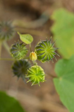 Kadife yaprağı yeşil yapraklar, çiçek tomurcuğu ve meyve - Latince adı - Abutilon theophrasti