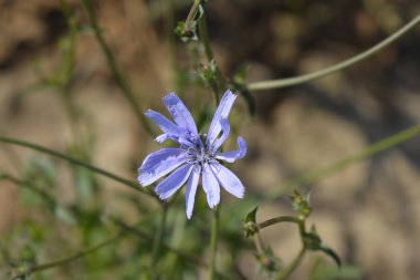 Vahşi hindiba çiçeği - Latince adı - Cichorium intybus