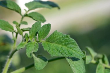 Tomato green leaves - Latin name - Solanum lycopersicum