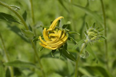 Gloriosa Daisy İrlandalı gözler çiçek tomurcukları - Latince adı Rudbeckia hirta İrlandalı gözler