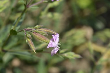 Soapwort Max Frei çiçeği - Latince adı - Saponaria x lempergii Max Frei