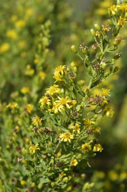 Yapışkan Paskalya sarı çiçekleri - Latince adı - Dittrichia viscosa