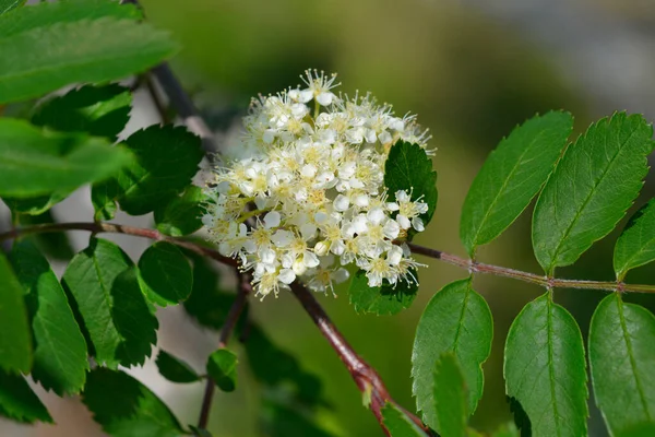 Vanlig Rönn Med Blommor Latinskt Namn Sorbus Aucuparia — Stockfoto