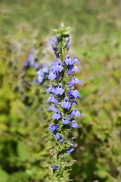 Velké Modré Květy Lobelie Latinské Jméno Lobelia Siphilitica — Stock fotografie