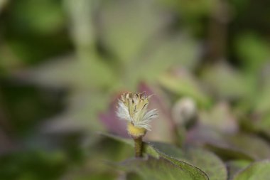 Clematis Fragrant Spring seed head - Latin name - Clematis montana Fragrant Spring