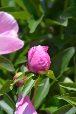 Pembe kokulu şakayık çiçeği tomurcuğu - Latince adı - Paeonia lactiflora