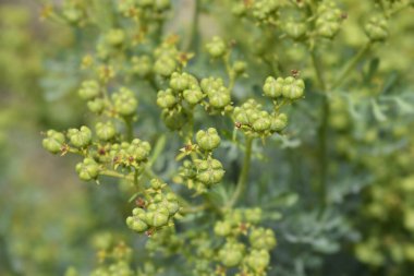Ortak rue tohum bakla - Latince adı - Ruta graveolens