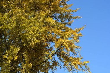 Sonbaharda sarı yapraklı Ginkgo ağacı dalı- Latince adı Ginkgo biloba
