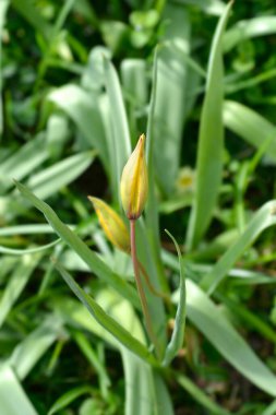 Vahşi lale çiçeği - Latince adı - Tulipa Sylvestris