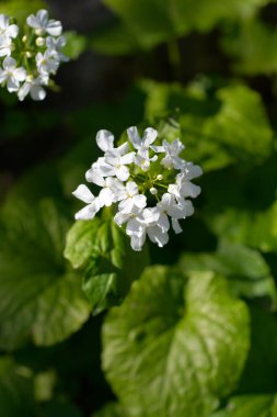 Kafkas penisi beyaz çiçekleri - Latince adı - Pachyphragma makrophyllum